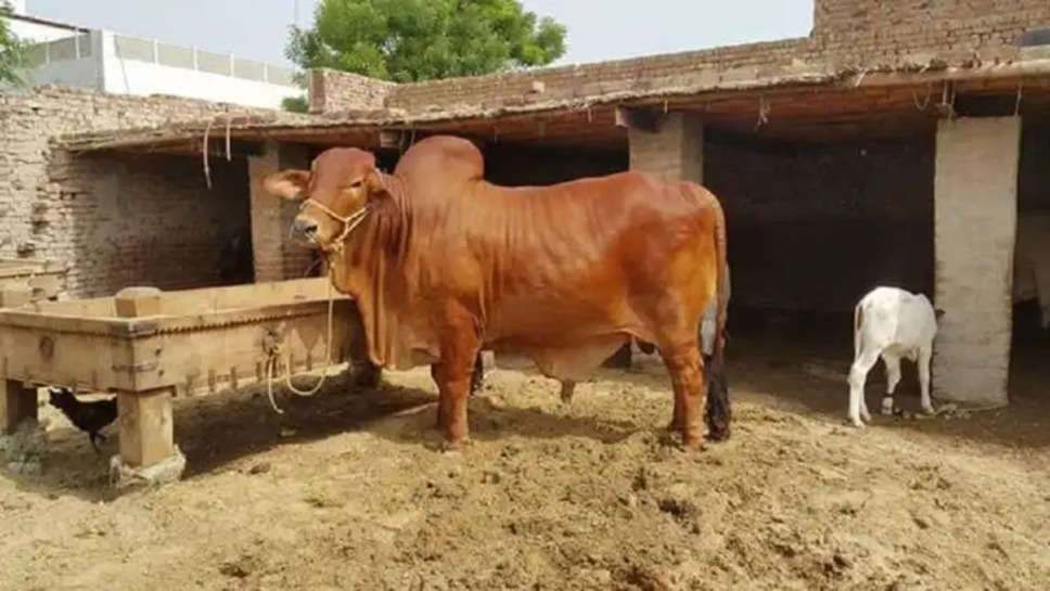 हरियाणा: सरकार दे रही प्रति गाय 2.73 रुपये, गायों को आ रहे सिर्फ 83 पैसे, गाय क्यों है लाचार