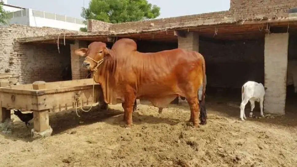 हरियाणा बजट: गौ रक्षा सेवा आयोग के लिए 400 करोड़ रुपये का प्रस्ताव, राज्य में कोई नया कर नहीं