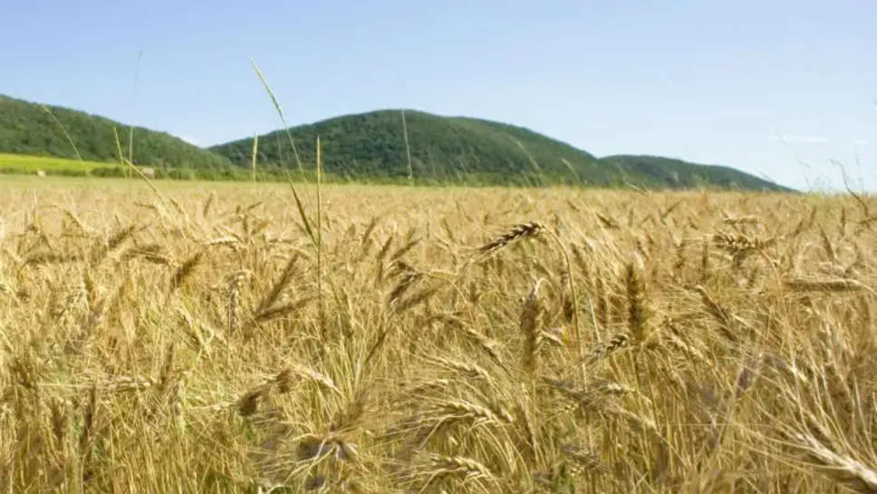 Wheat Crop: पंजाब और हरियाणा में दिखेगा शुष्क मौसम का असर, विशेषज्ञों ने गेहूं की फसल पर दिया ये चिंताजनक पूर्वानुमान