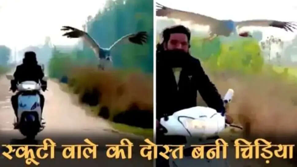 इस शख्स ने इस चिड़िया की जान बचाई, तब से स्कूटी से जहां भी जाता है वह आती है पीछे-पीछे वीडियो देखें