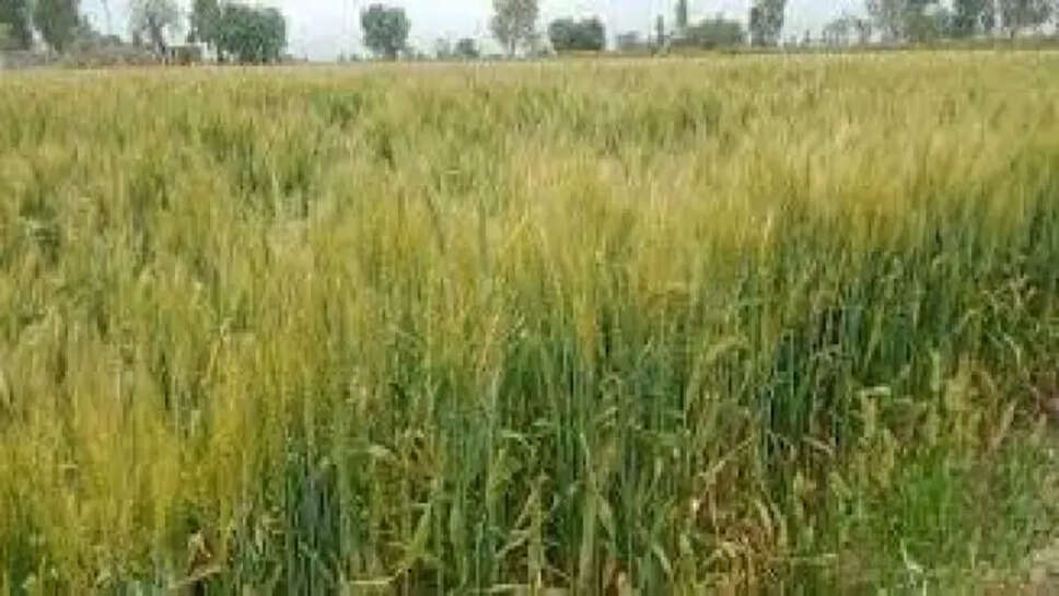 बारिश से फसल को भारी नुकसान, कृषि विभाग ने किसानों से मांगी रिपोर्ट