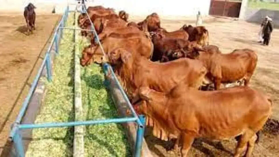 गौशालाओं के खाते में आए 35 करोड़ : जेपी दलाल