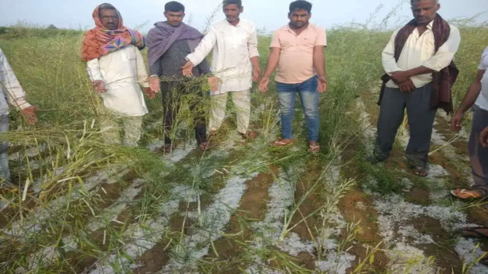 Kota Rajshthan News : बारिश व ओलों से खराब हुई फसल का जायजा लेने खेतों में आए पिकर, किसानों से किया आग्रह
