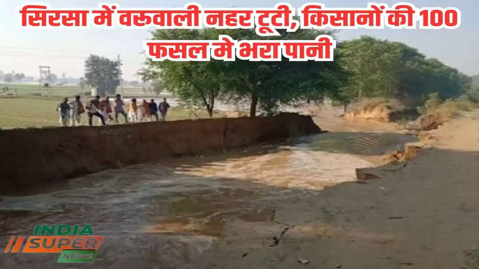 सिरसा में वरूवाली नहर टूटी, किसानों की 100 फसल मे भरा पानी