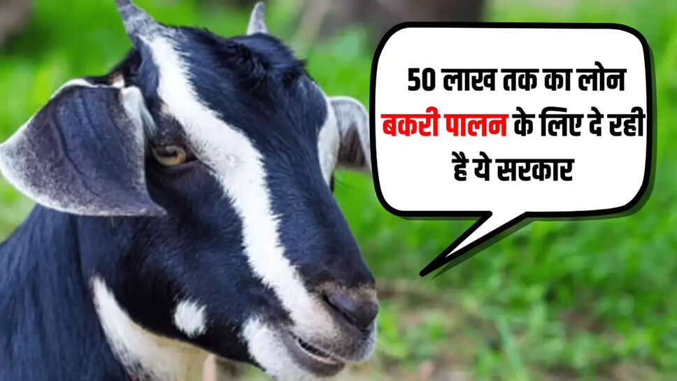  50 लाख तक का लोन बकरी पालन के लिए दे रही है ये सरकार