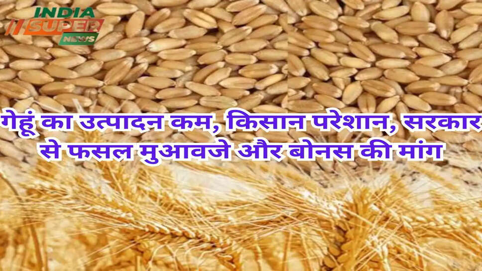 गेहूं का उत्पादन कम, किसान परेशान, सरकार से फसल मुआवजे और बोनस की मांग