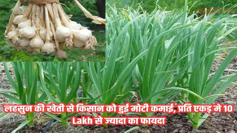 Farmer khabar: लहसुन की खेती से किसान को हुई मोटी कमाई, प्रति एकड़ मे 10 Lakh से ज्यादा का फायदा
