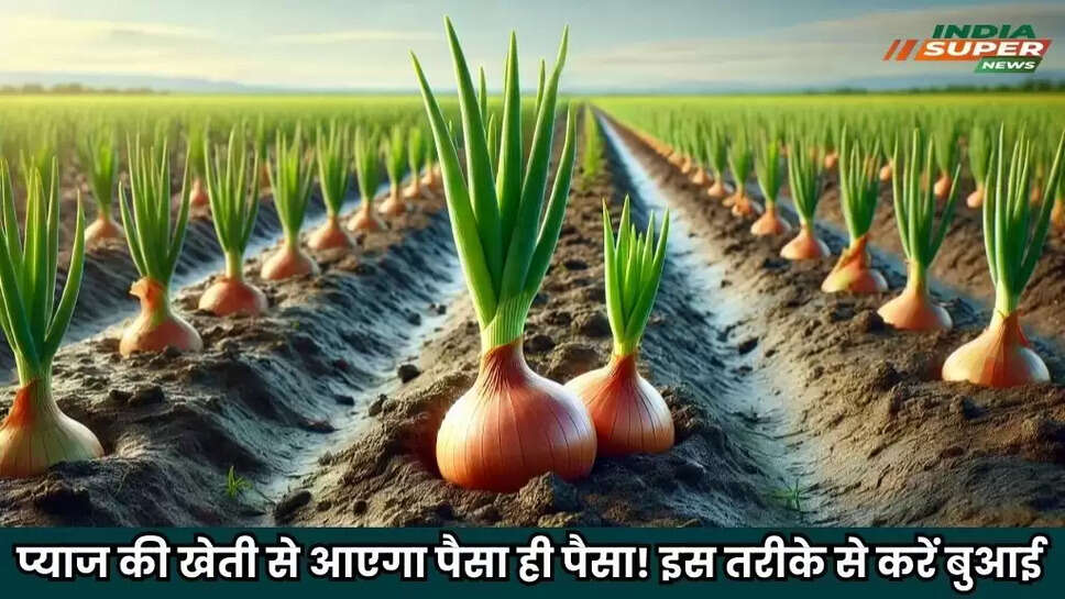 Onion Cultivation