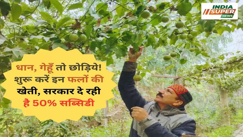 धान, गेहूँ तो छोड़िये! शुरू करें इन फलों की खेती, सरकार दे रही है 50% सब्सिडी