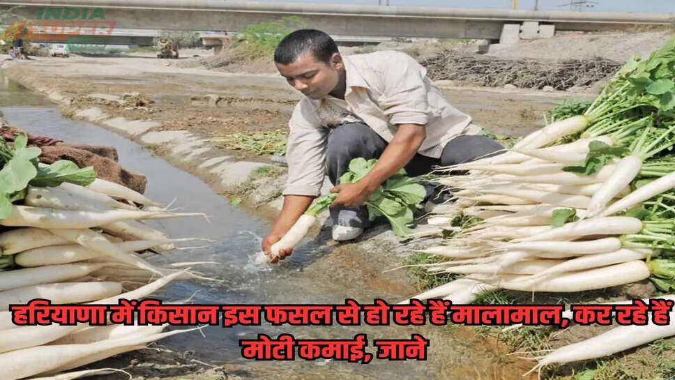 kisaan samaachaar: हरियाणा में किसान इस फसल से हो रहे हैं मालामाल, कर रहे हैं मोटी कमाई, जाने 