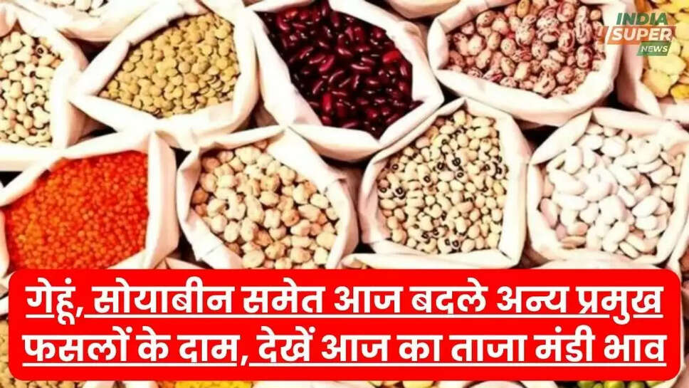 Mandi Bhav Today: गेहूं, सोयाबीन समेत आज बदले अन्य प्रमुख फसलों के दाम, देखें आज का ताजा मंडी भाव