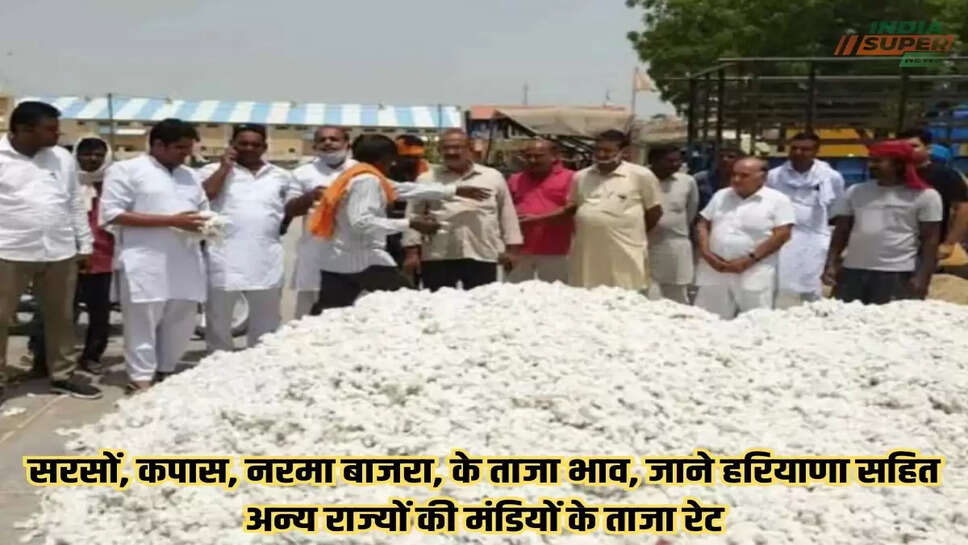 Cotton price Today:&nbsp;सरसों, कपास, नरमा बाजरा, के ताजा भाव, जाने हरियाणा सहित अन्य राज्यों की मंडियों के ताजा रेट