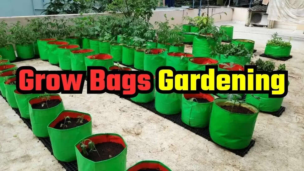 Grow Bags Gardening