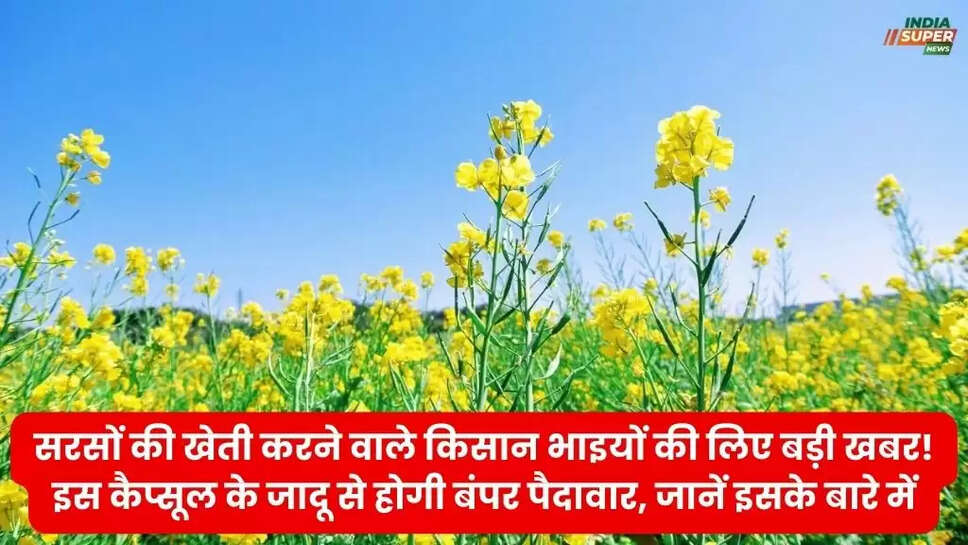 सरसों की खेती करने वाले किसान भाइयों की लिए बड़ी खबर! इस कैप्सूल के जादू से होगी बंपर पैदावार, जानें इसके बारे में