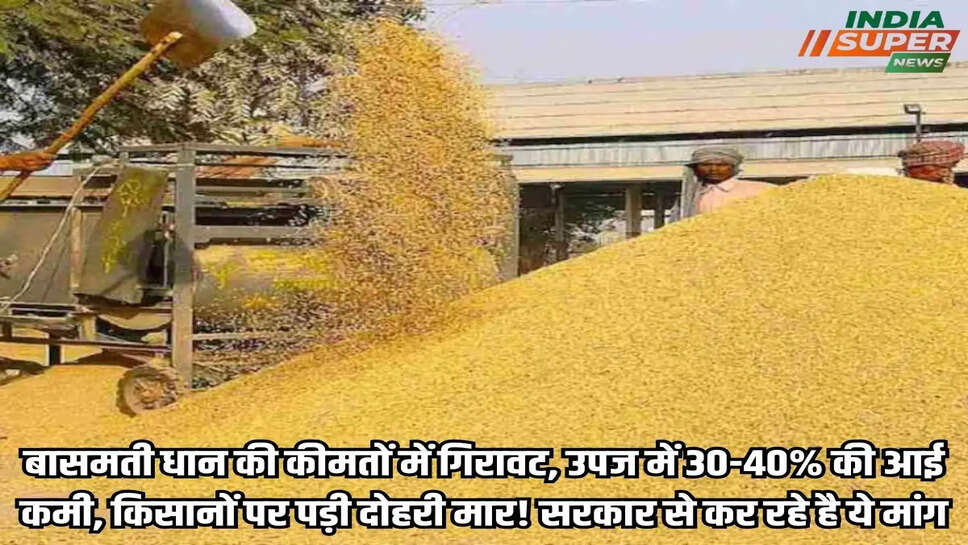 बासमती धान की कीमतों में गिरावट, उपज में 30-40% की आई कमी, किसानों पर पड़ी दोहरी मार! सरकार से कर रहे है ये मांग