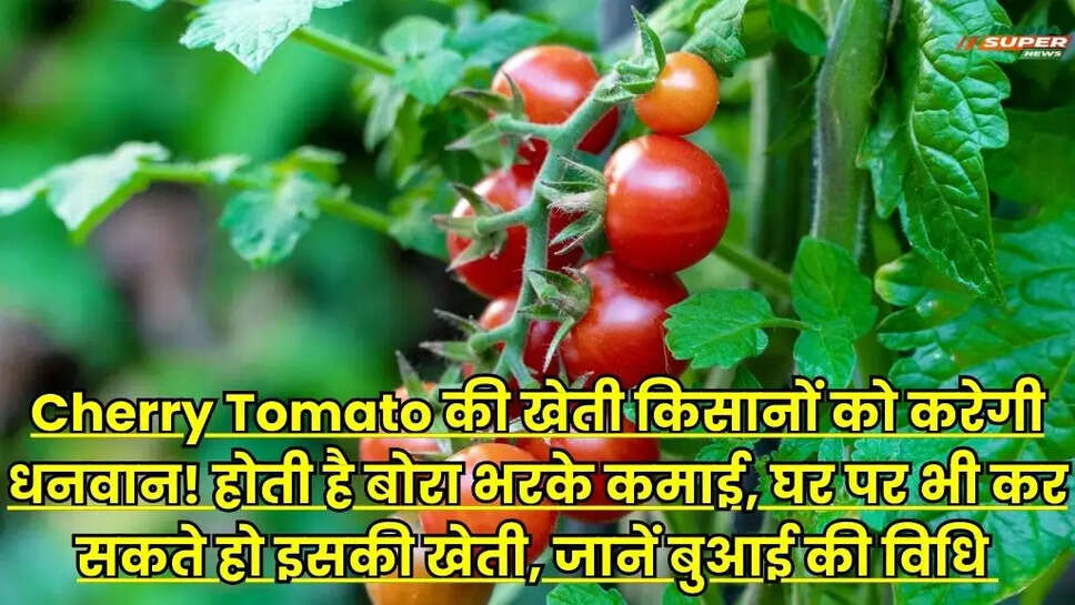 Cherry Tomato