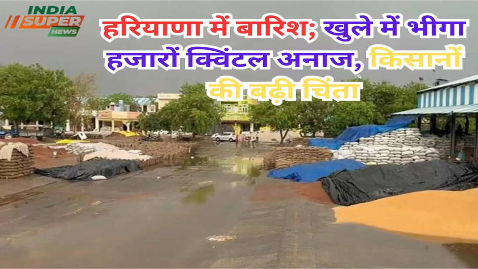हरियाणा में बारिश; खुले में भीगा हजारों क्विंटल अनाज, किसानों की बढ़ी चिंता