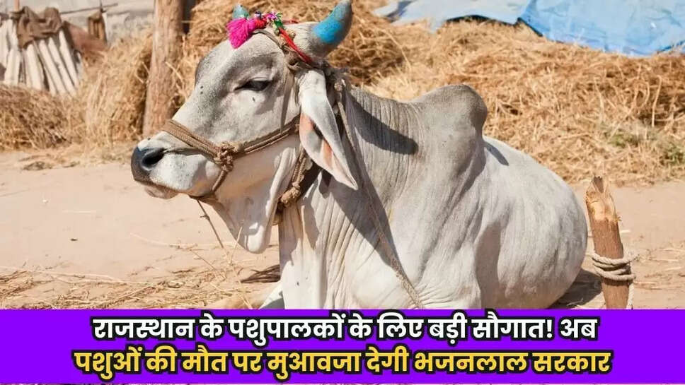 Rajasthan News