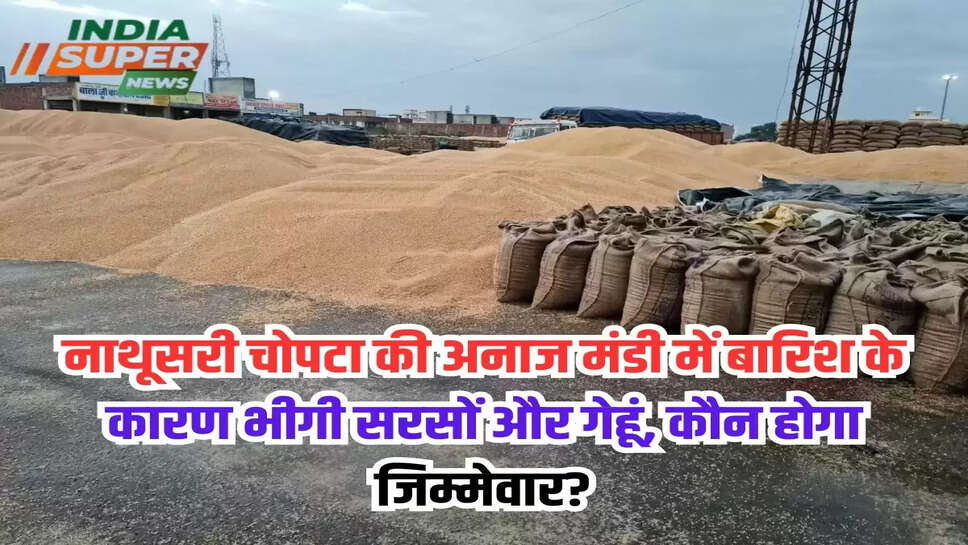 नाथूसरी चोपटा की अनाज मंडी में बारिश के कारण भीगी सरसों और गेहूं, कौन होगा जिम्मेवार?
