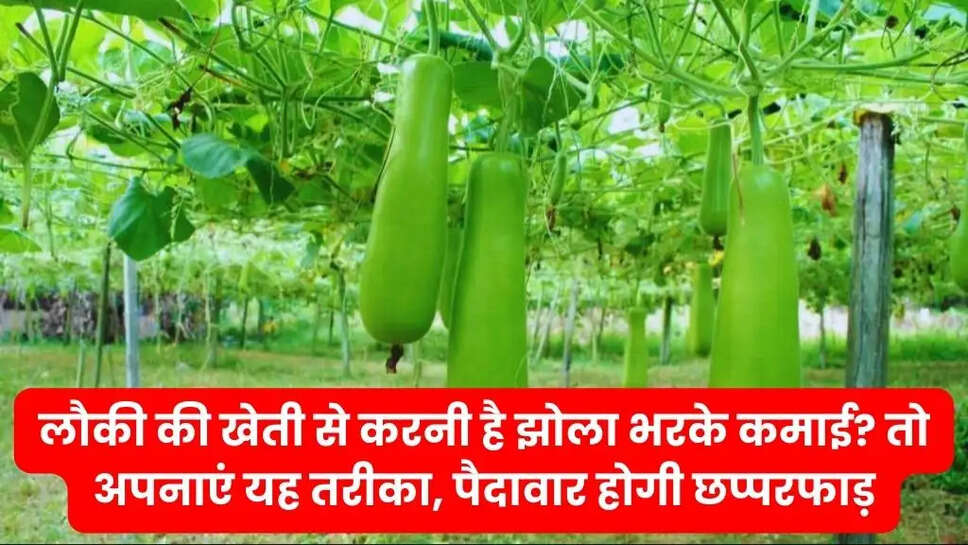 लौकी की खेती से करनी है झोला भरके कमाई? तो अपनाएं यह तरीका, पैदावार होगी छप्परफाड़