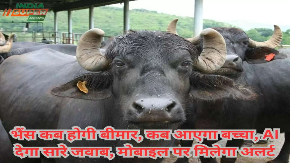 भैंस कब होगी बीमार, कब आएगा बच्चा, AI देगा सारे जवाब, मोबाइल पर मिलेगा अलर्ट