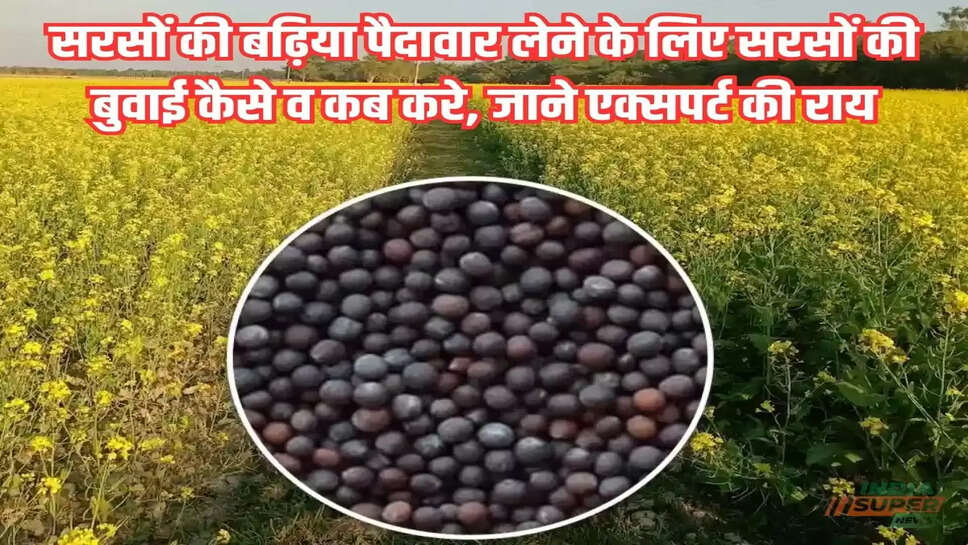 सरसों की खेती: सरसों की बढ़िया पैदावार लेने के लिए सरसों की बुवाई कैसे व कब करे, जाने एक्सपर्ट की राय