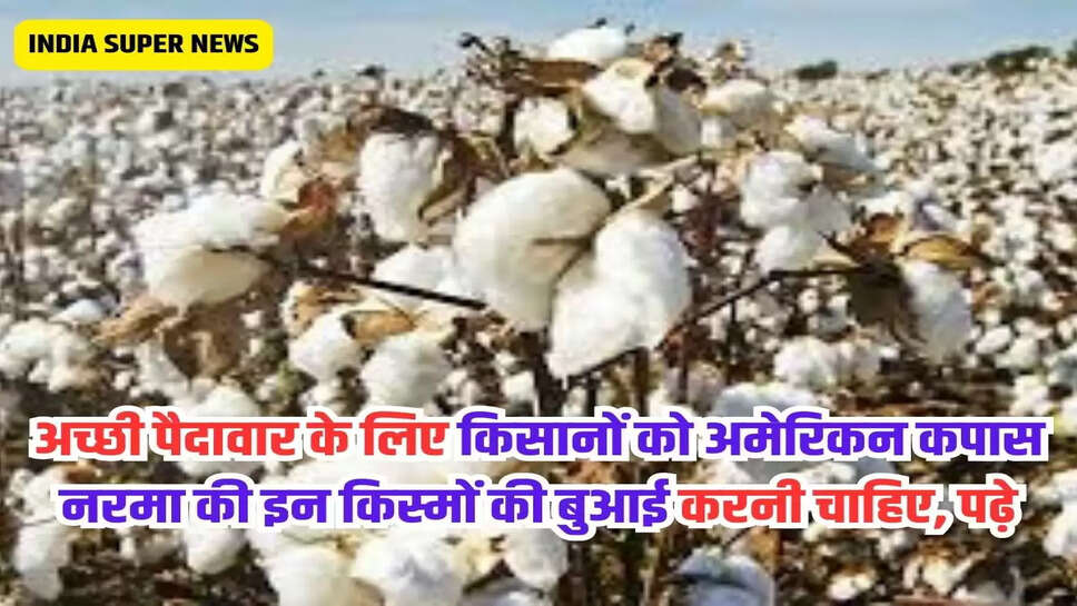 अच्छी पैदावार के लिए किसानों को अमेरिकन कपास नरमा की इन किस्मों की बुआई करनी चाहिए, पढ़े