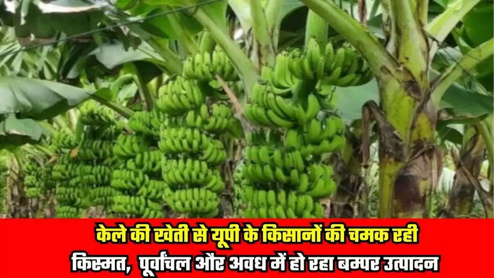 UP News