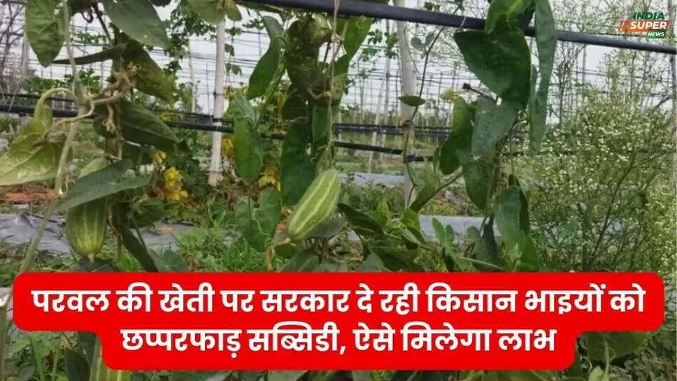 परवल की खेती पर सरकार दे रही किसान भाइयों को छप्परफाड़ सब्सिडी, ऐसे मिलेगा लाभ