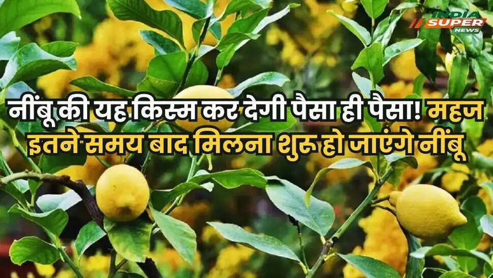 Lemon Cultivation