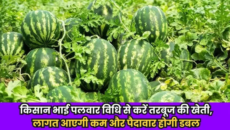 Watermelon Cultivation