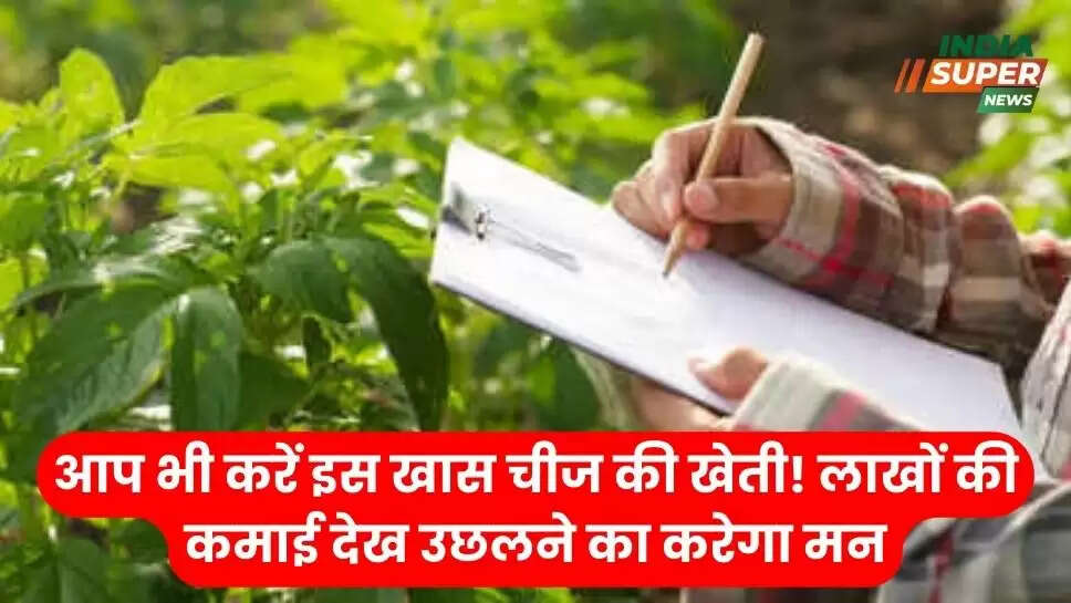 आप भी करें इस खास चीज की खेती! लाखों की कमाई देख उछलने का करेगा मन