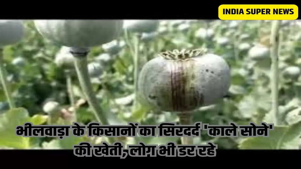 भीलवाड़ा के किसानों का सिरदर्द 'काले सोने' की खेती, लोग भी डर रहे