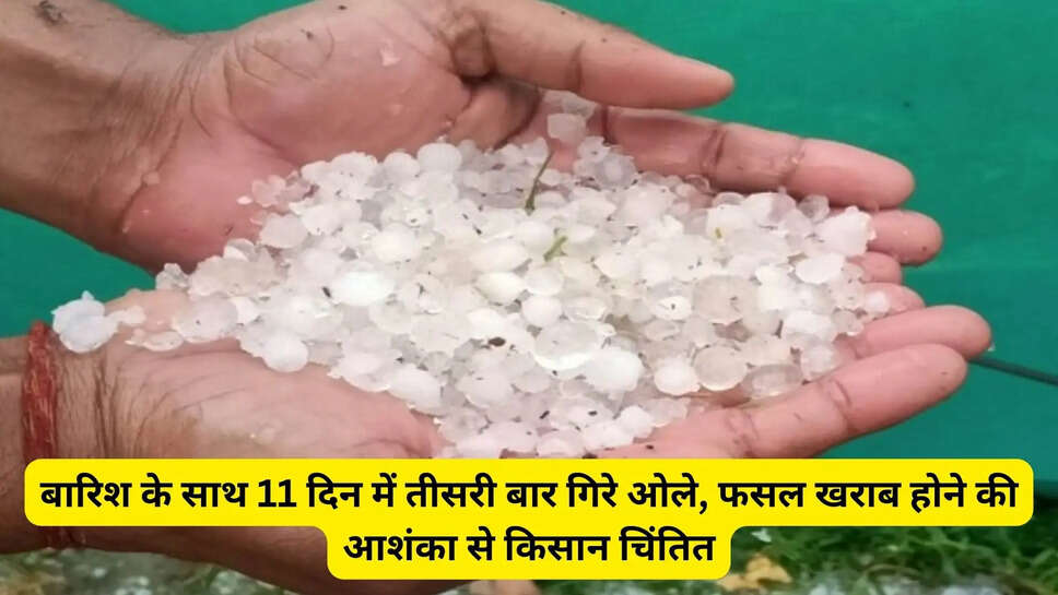 बारिश के साथ 11 दिन में तीसरी बार गिरे ओले, फसल खराब होने की आशंका से किसान चिंतित