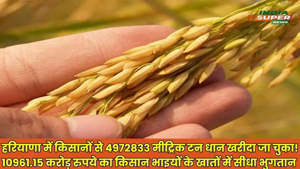 Haryana Mandi News