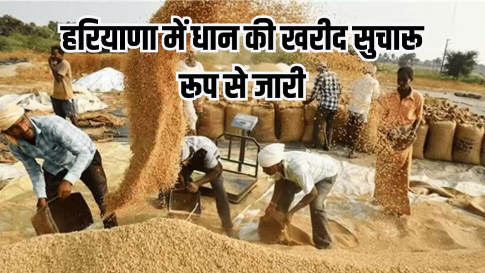 Paddy procurement , Haryana news, haryana hindi news, crop
