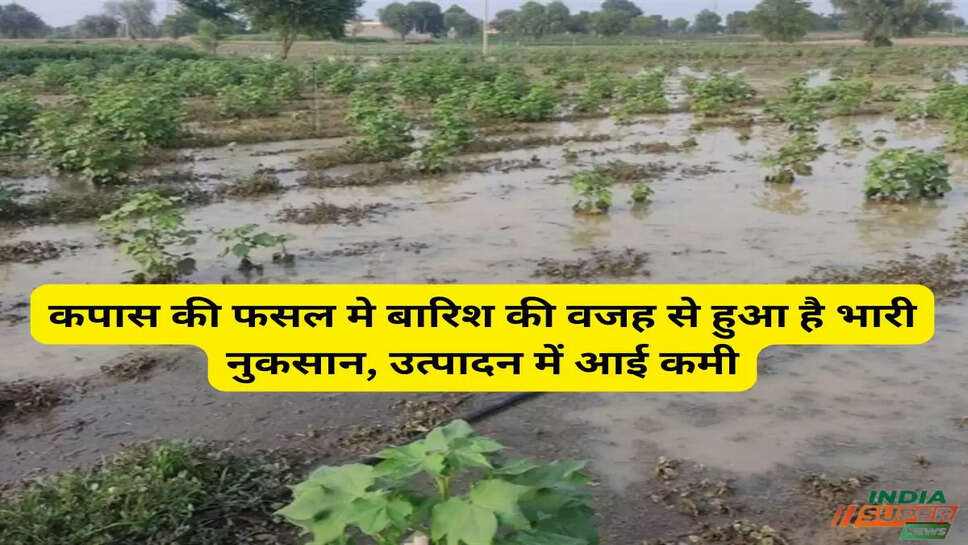 कपास की फसल मे बारिश की वजह से हुआ है भारी नुकसान, उत्पादन में आई कमी