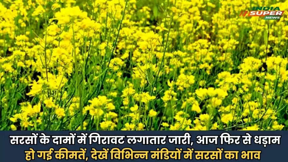Sarso Mandi Bhav
