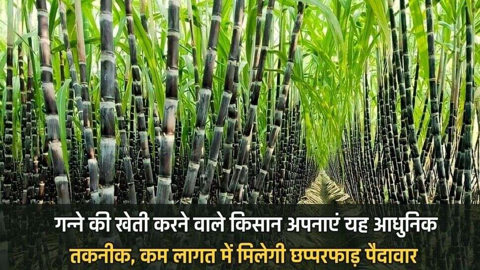 Farmers cultivating sugarcane should adopt this modern technology, they will get excellent yield at low cost.