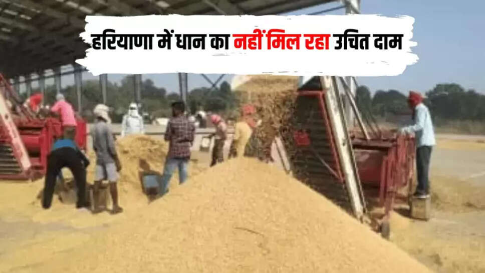 DhaN Ka Bhav: हरियाणा में किसानों की बड़ी दुविधा, धन का नहीं मिल रहा उचित दाम, जानिए वजह 