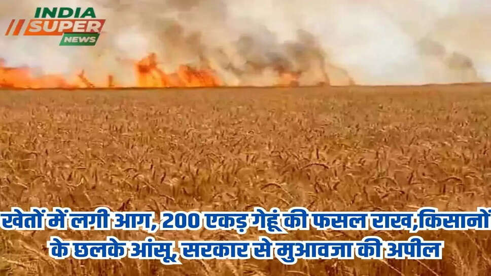 खेतों में लगी आग, 200 एकड़ गेहूं की फसल राख,किसानों के छलके आंसू, सरकार से मुआवजा की अपील 