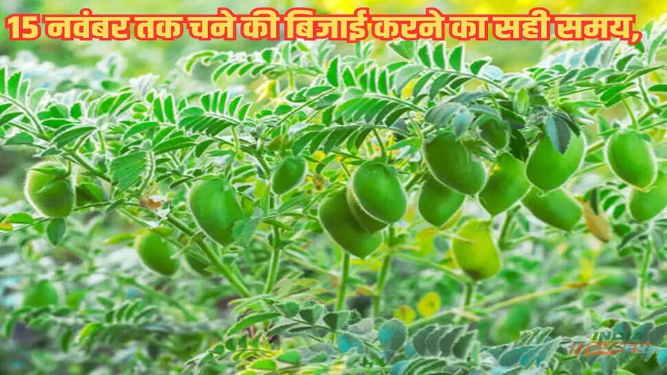 15 नवंबर तक चने की बिजाई करने का सही समय, चने की बढ़िया पैदावार के लिए देसी या काबुली किस किस्म की करे बिजाई, जाने 