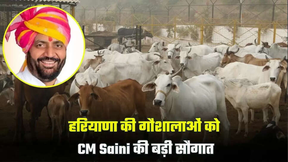 haryana news