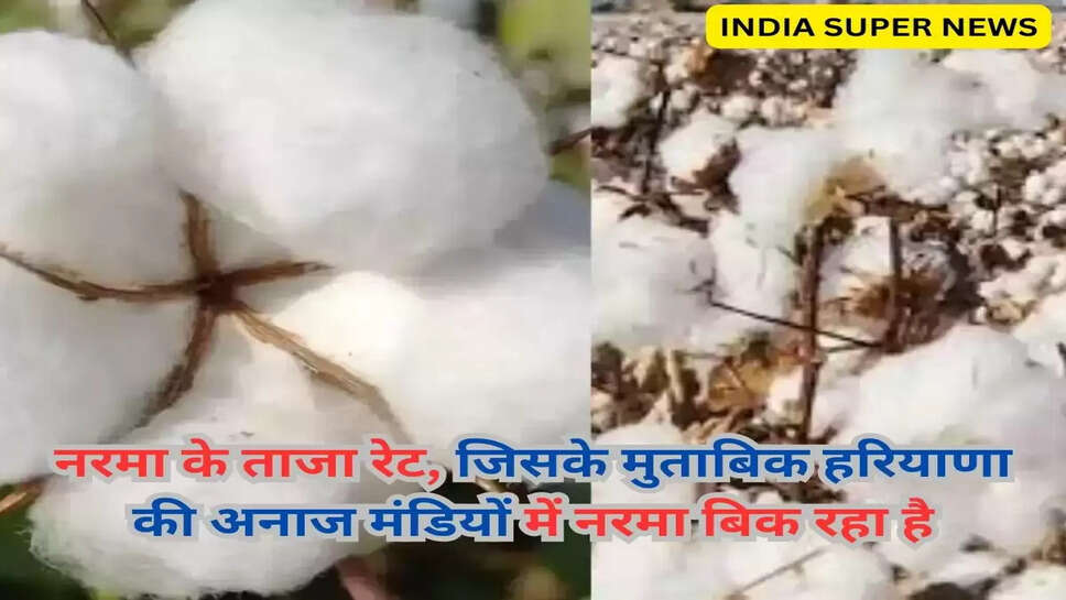नरमा के ताजा रेट, जिसके मुताबिक हरियाणा की अनाज मंडियों में नरमा बिक रहा है