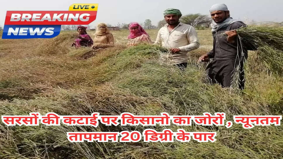 सरसों की कटाई पर किसानो का जोरों  , न्यूनतम तापमान 20 डिग्री के पार