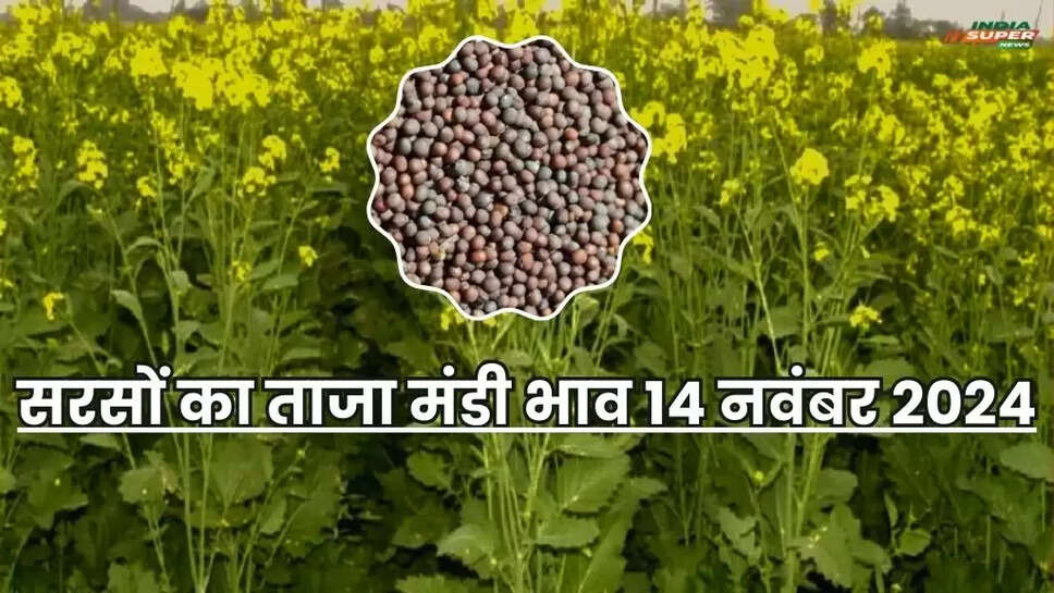 Sarso Mandi Bhav
