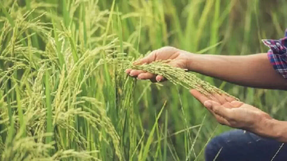 damage paddy crop,damage crop compensation,farmers compensation for crop damage,rain Damage crops in Andhra Pradesh,how much compensation for damage crops,धान की फसल को नुकसान,फसल क्षति मुआवजा,फसल क्षति के लिए किसानों को मुआवजा,आंध्र प्रदेश में बारिश से फसलों को नुकसान,क्षतिग्रस्त फसलों के लिए कितना मुआवजा