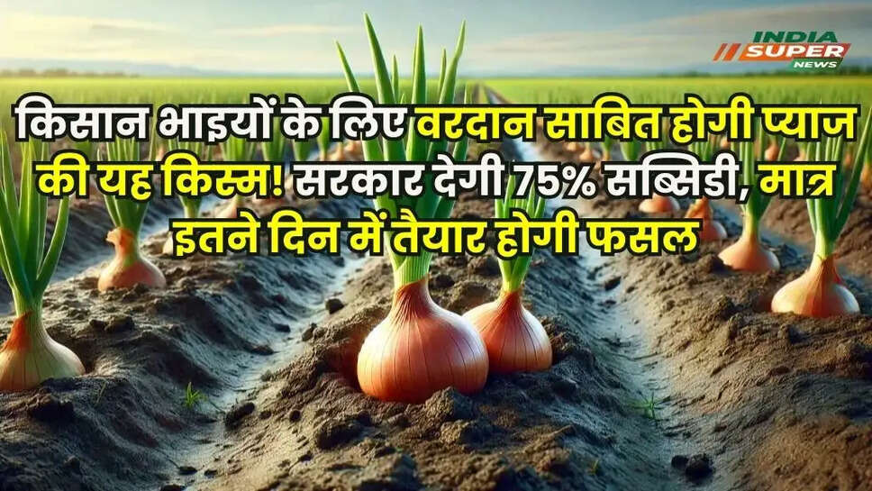 Onion Cultivation