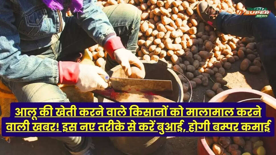 Potato Cultivation